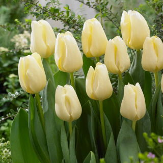 Tulipa Cheers - Tulip Cheers - XXXL pack  250 pcs