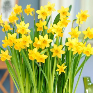 Narcissus Tete-a-Tete - Påsklilja Tete-a-Tete - XXXL förpackning 250 st