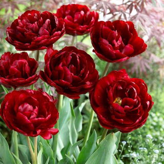 Tulipa Uncle Tom  - Tulip Uncle Tom  - XXXL pack  250 pcs