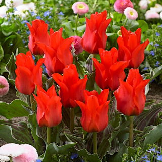 Tulipa Red Riding Hood - Tulip Red Riding Hood - XXXL pack  250 pcs