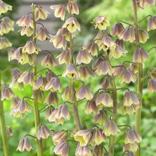 Fritillaria persiana Green Dreams - Confezione XL - 50 pz