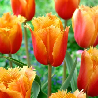 Tulipa Lambada - Tulipa Lambada - pacote XXXL 250 unid.