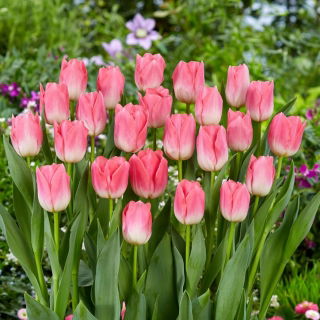 Tulipán Dynasty - XXXL pack 250 uds