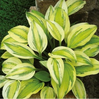Hosta Aventura Căpitanului; crin de pătlagină, giboshi - pachet mare! - 10 buc.