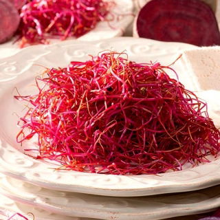 Graines à germer - Betterave Rouge - 100 g - Pousses détoxifiantes et riches en nutriments - Graines fraîches
