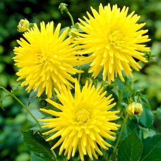 Dahlia - Kennemerland - XL pack - 50 pcs - 