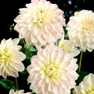 Dahlia - Wittem - XL pak - 50 st - 