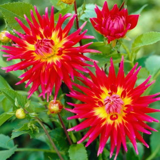 Dahlia - Bora Bora - XL pak - 50 st - 