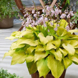 Ki Ren Jyaku hosta, giglio piantaggine - rosa, fiore semidoppio - confezione XL - 50 pz