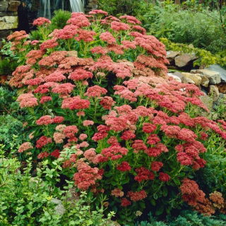 Herbstfreude orpine - Sedum - planta - XL förpackning - 50 st