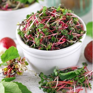 Sprouting seeds - Radish - Red Coral - 100 g - Nutrient-Dense Sprouts for Home Growing - Fresh Seeds