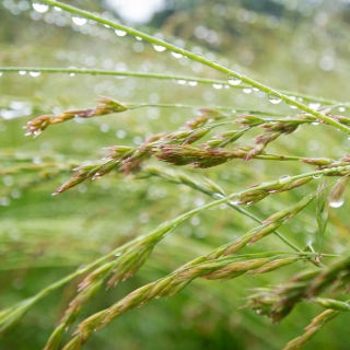 Festuca Rossa - Relevant - Festuca rubra - 5 kg - Erba resistente e a crescita bassa per prati - Semi Freschi