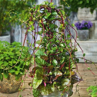 Malabar-spinazie - klimplant - 