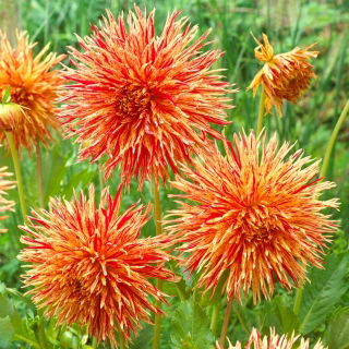 Dahlia - Petardo di Rejman