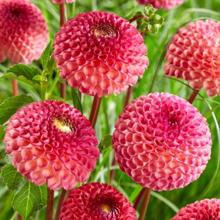 Dahlia - Burlesca - GIGA Pack! - 50 pcs