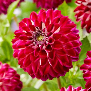 Dahlia - Ambassade