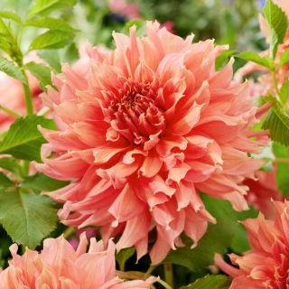 Dahlia - Fairway Spur - 