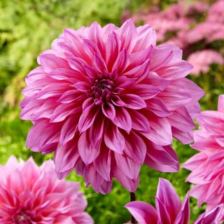 Dahlia - Arthur Hambley