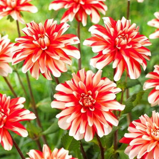 Dahlia - Dynamiet - 