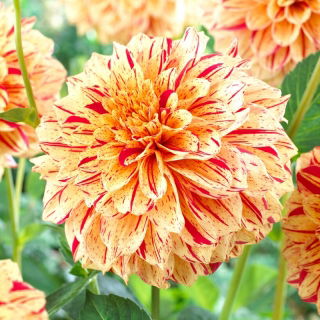 Dahlia - Painted Madam - GIGA Pack! - 50 pcs