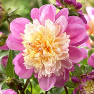 Dahlia - Take Off