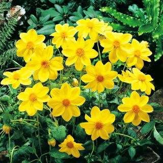 Dahlia - Gul Sneezy
