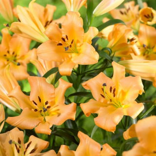 Tree Lily - Saltarello - Large Pack! - 10 pcs.