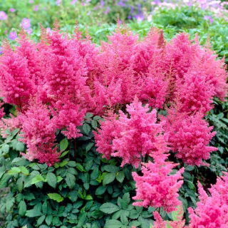 Falsa barba di capra (Astilbe) Federsee - rosa