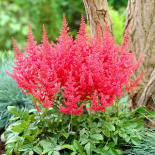 False goat's beard (Astilbe) Else Schluck - red