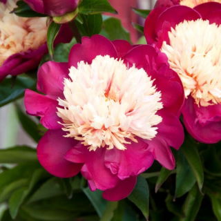 Potonika, Paeonia - White Cap - sadika