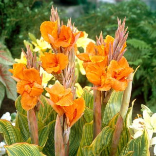 Canna Lily - Striata - Large Pack! - 10 pcs.