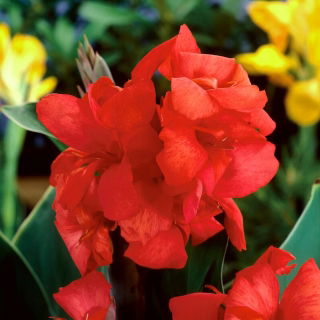 Canna lily - Beleza Vermelha