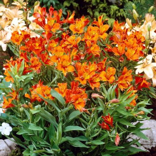 Peruánská lilie - Alstroemeria Orange King - 1 ks.