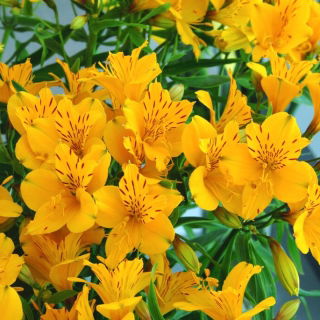 Perun lilja - Alstroemeria Lutea - 1 kpl