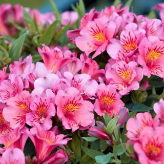 Perui liliom - Alstroemeria Roze - 1 db.