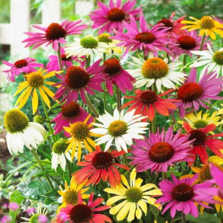 Lilla coneflower utvalg utvalg - 1 stk
