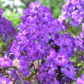 Флокс (Phlox) - Blue Paradise - 1 бр - 