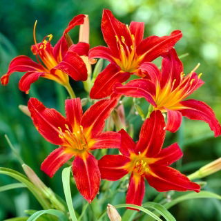 Daylily Sammy Russel