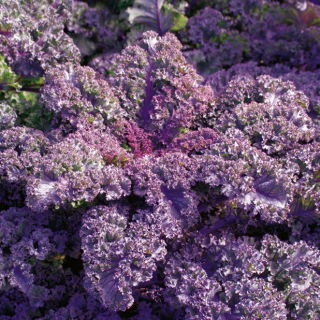 羽衣甘蓝'Scarlet'种子 -  Brassica oleracea  -  300粒种子 - Brassica oleracea L. var. sabellica L. - 種子