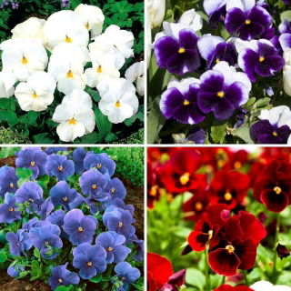 Viola del pensiero a fiore grande - set di quattro varietà di piante da fiore - 