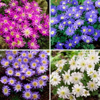 Balkananemone - udvalg af fire blomstrende plantesorter - 32 stk - 