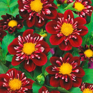 Dahlia Impression Fantastico - XL pak - 50 st - 