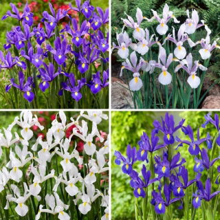 Dutch iris - selection of four flowering plant varieties - 40 pcs