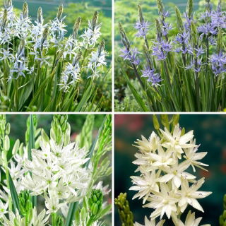 Camas - selecție de patru soiuri de plante cu flori - 8 buc - 
