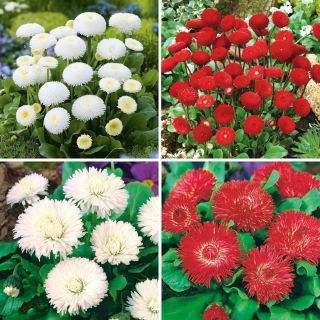 Graines de marguerite - sélection de quatre variétés - 