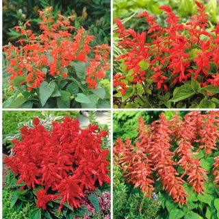 Ornamental sage seeds - set of four flowering plant varieties
