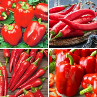 Pepe e peperoncino: semi di quattro varietà - 