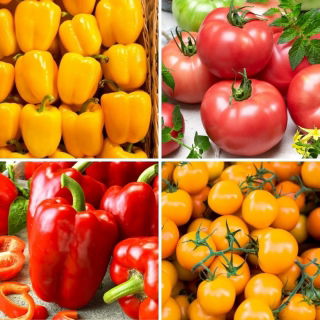 Tomate y pimiento - semillas de cuatro variedades - 
