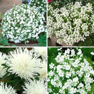 Plantas de un solo color: selección de cuatro variedades de plantas con flores blancas - 