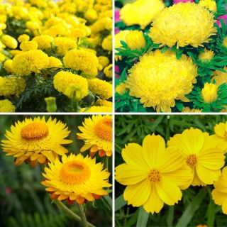 Piante monocolore: selezione di quattro varietà di piante da fiore gialle - 